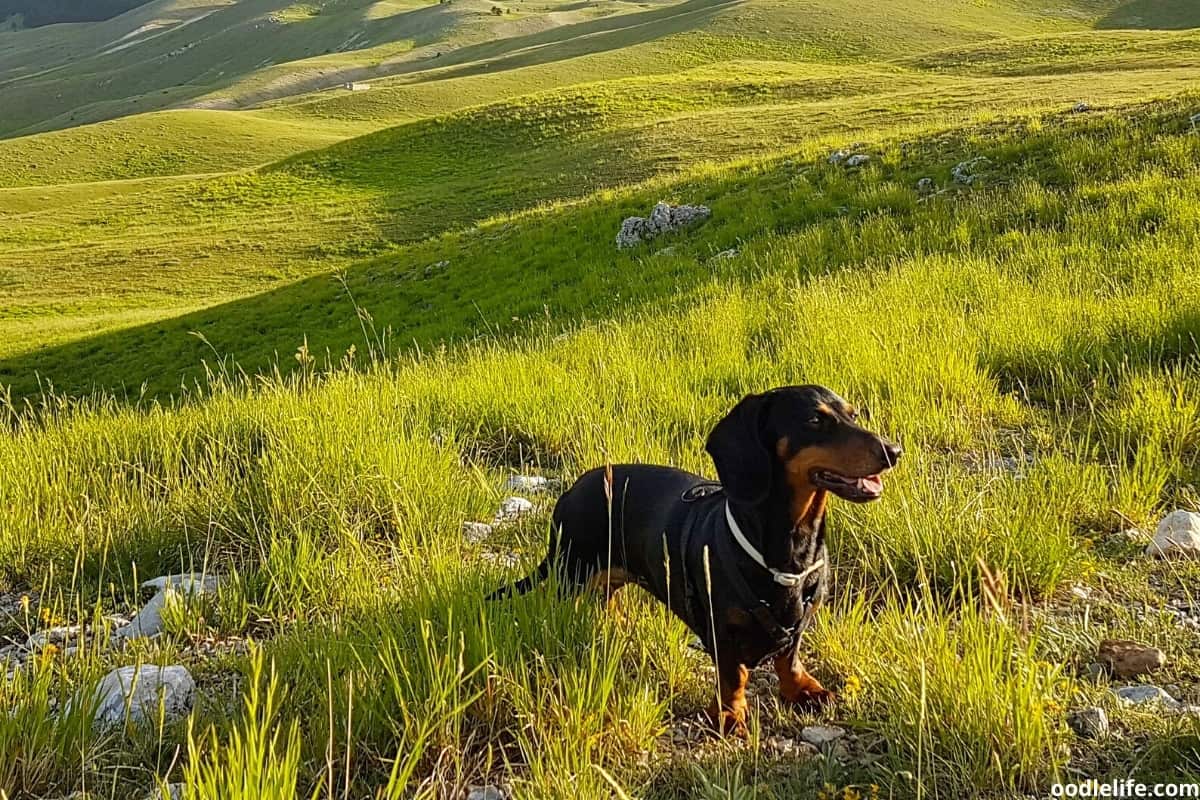 Why Do Dachshunds LICK So Much? Oodle Life