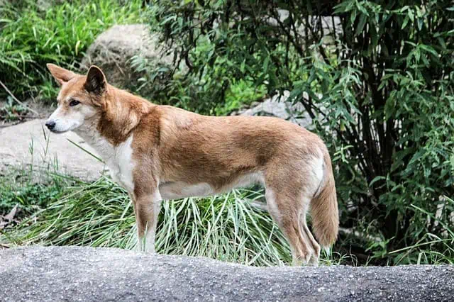 Dingo Basenji Relationship