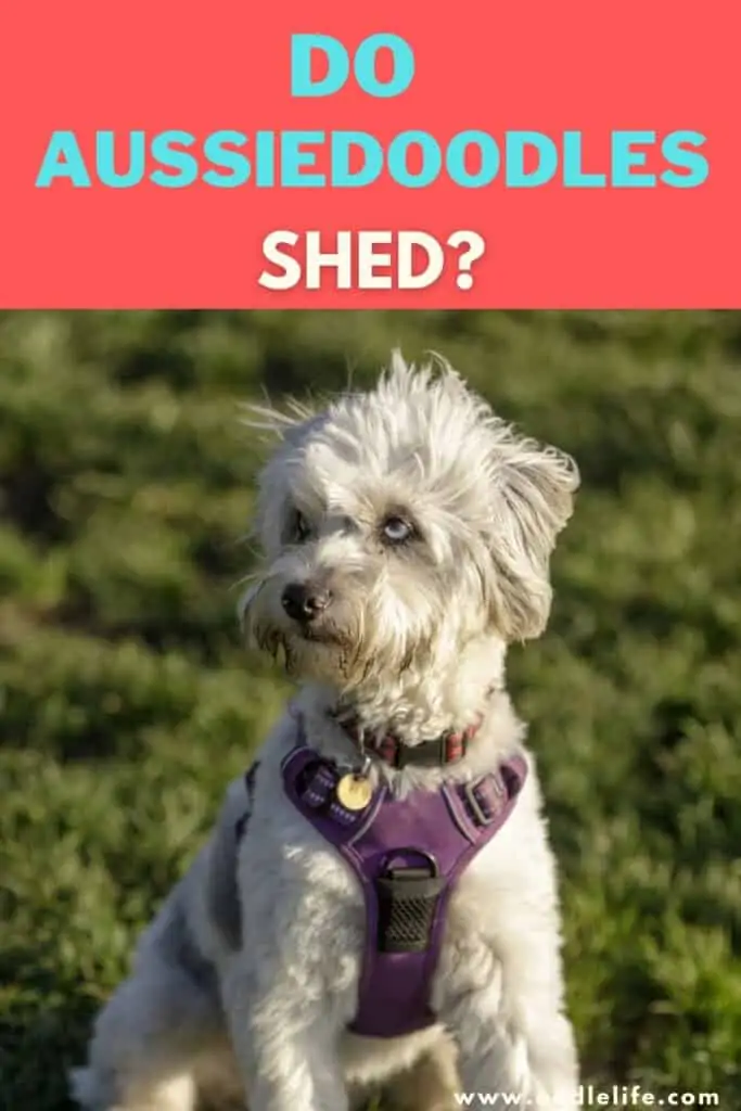 do Aussiedoodles shed