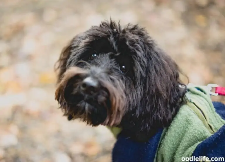 Do Aussiedoodles Shed Hair and Dander?