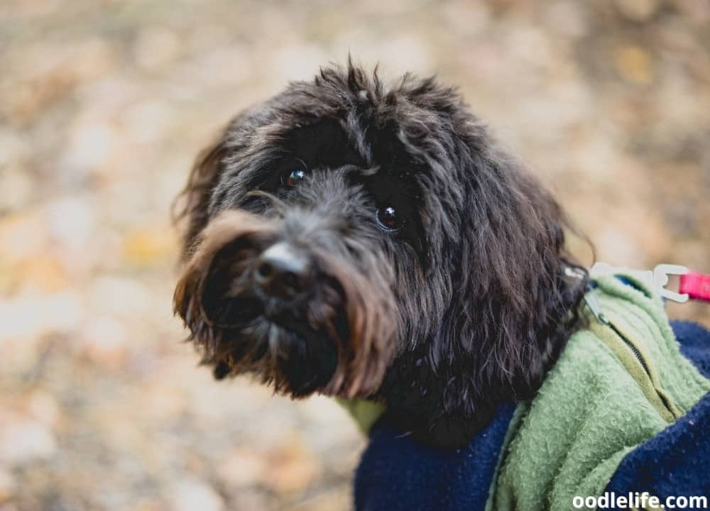 are aussiedoodle hypoallergenic