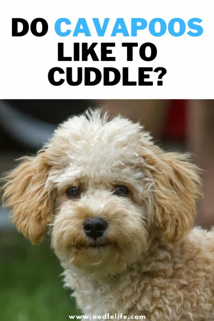 do cavapoos like to cuddle