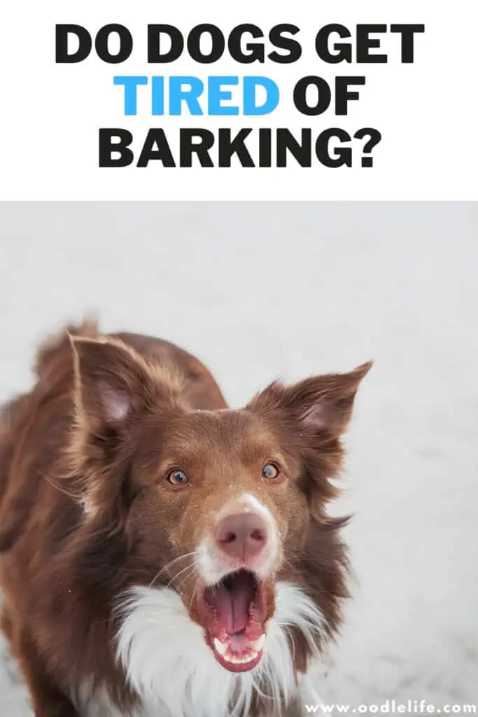 do dogs get tired of barking