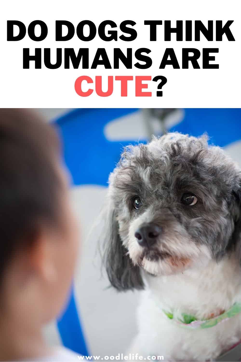 Do dogs think humans are pets?