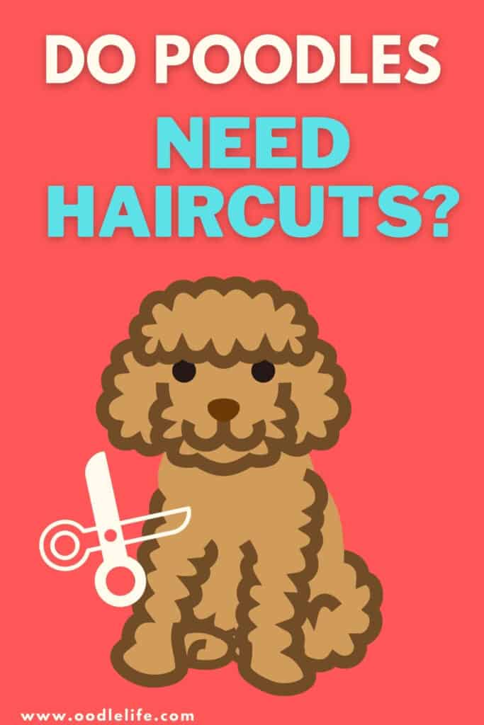 do poodles need haircuts