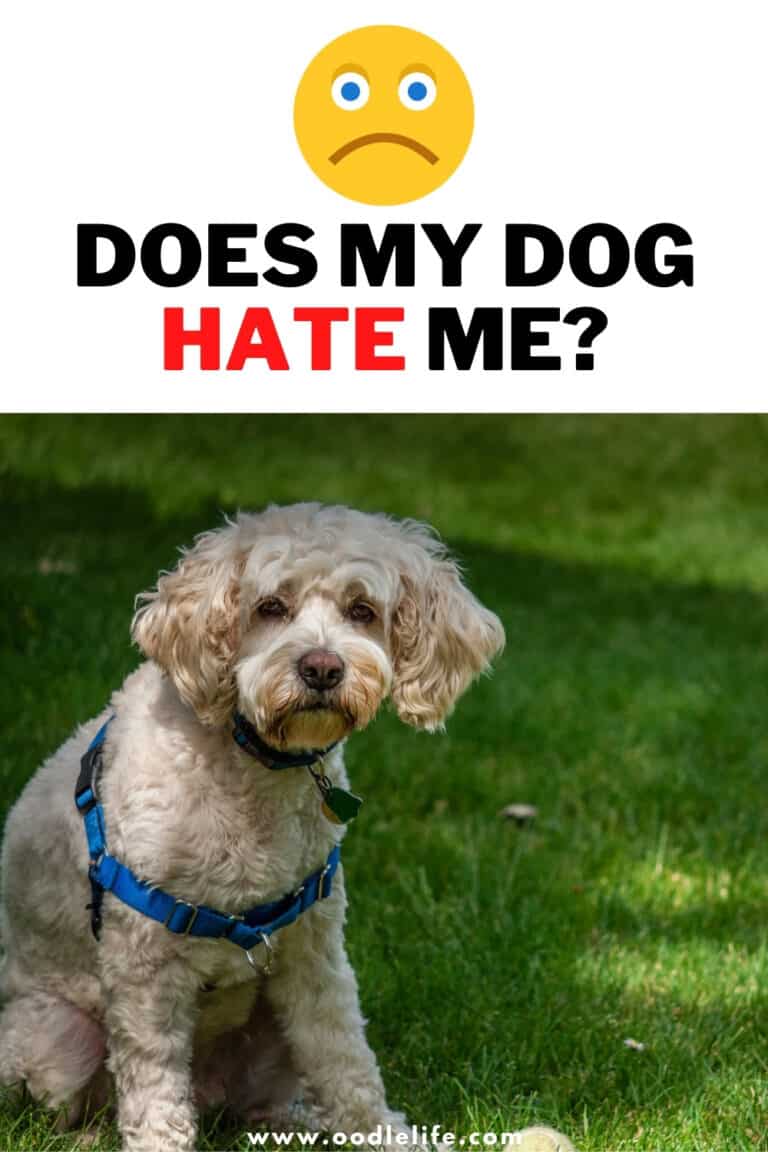 Does My Dog Hate Me? [7 Signs] Oodle Life