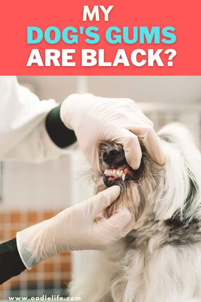 dog gums are black