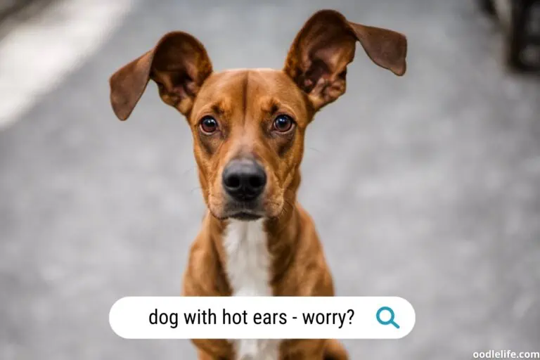 Why Are My Dog’s Ears Hot?
