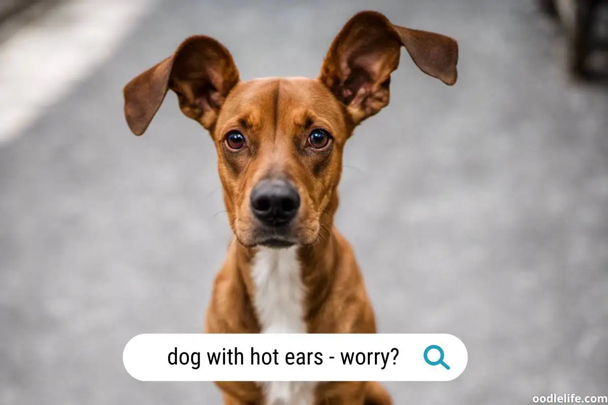 Dog has hot ears!