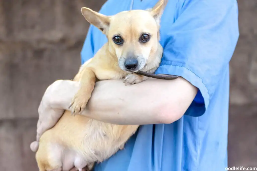 a vet holds a dog