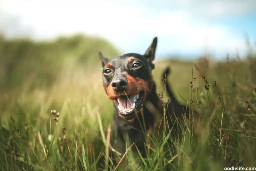 dog in field