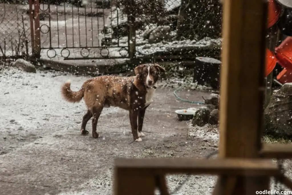 brown and white dog in the snow