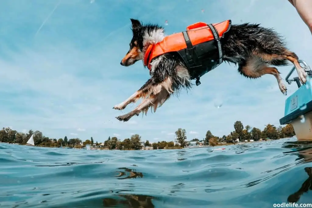 dog jumping from boat into water