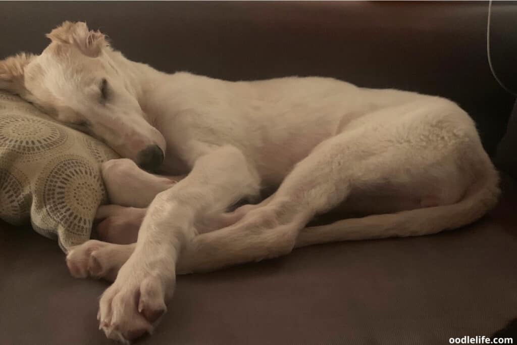 a white greyhound napping on couch