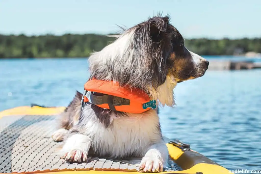 dog on a paddleboard