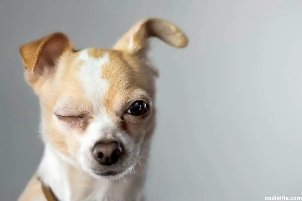 a dog winking with big ears