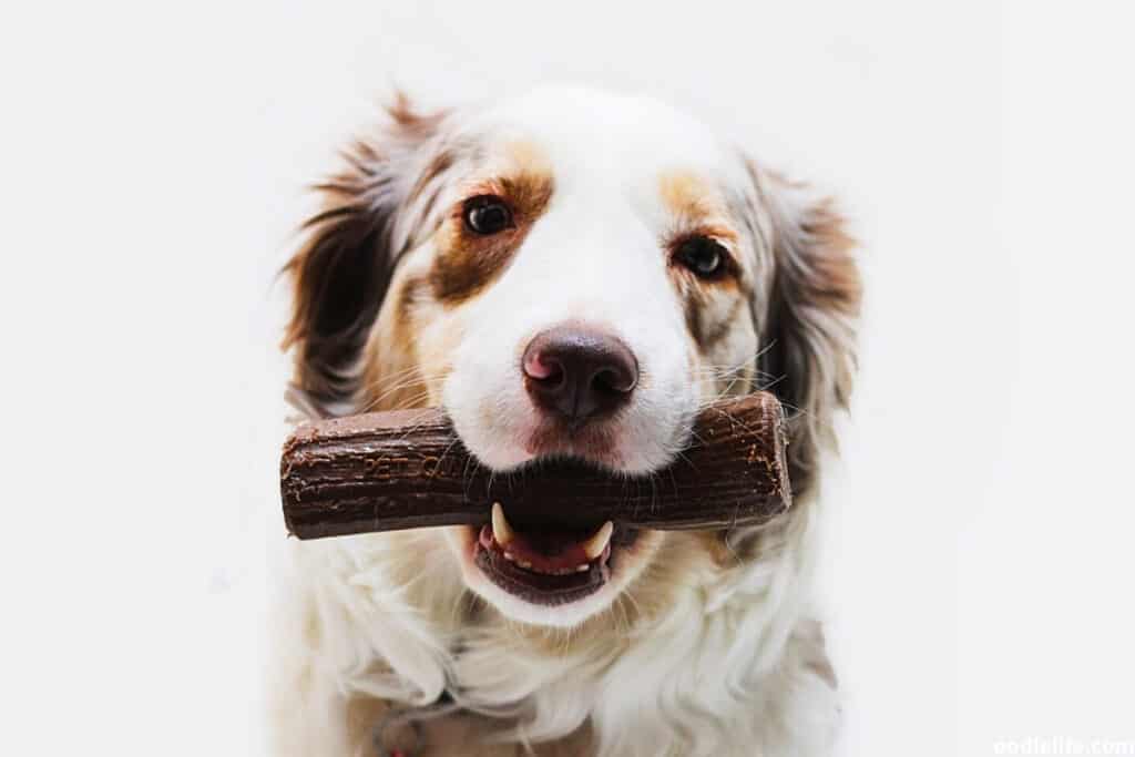 dog with plastic dog toy