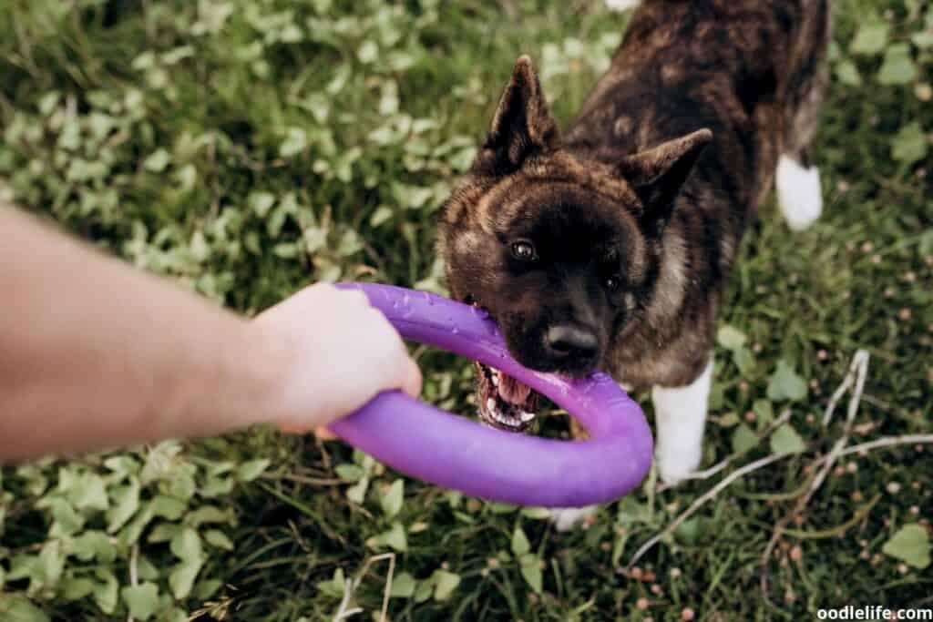 dog playing with owner fetch