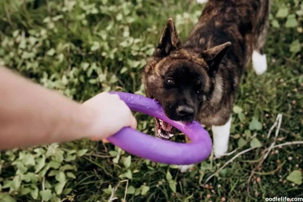 dog playing with owner fetch