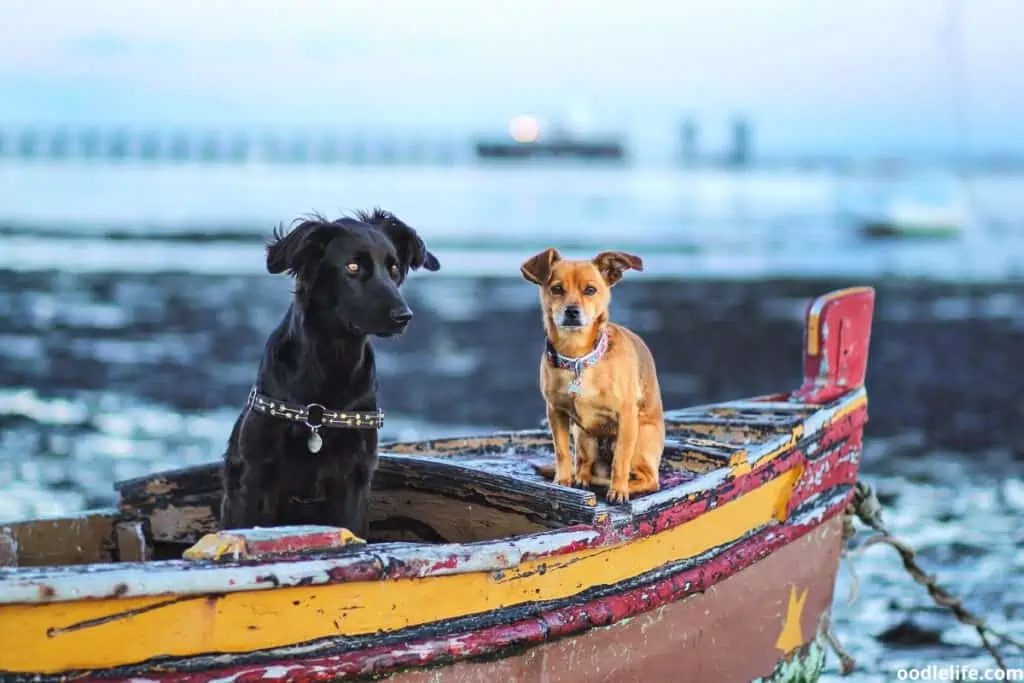 two dogs on a boat at sunset