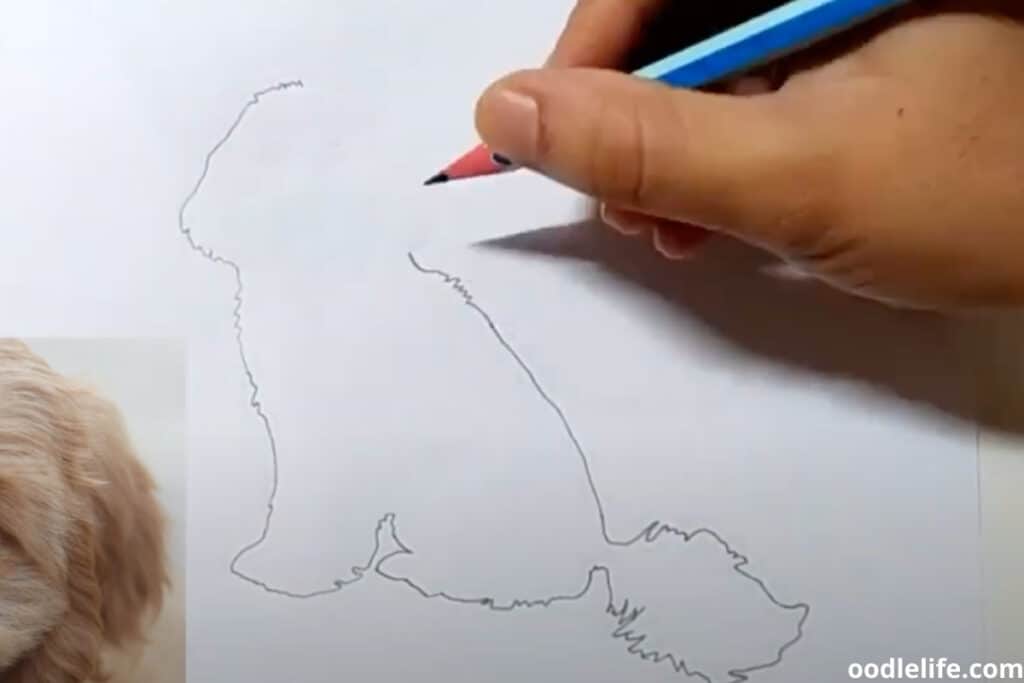 drawing cavapoo step