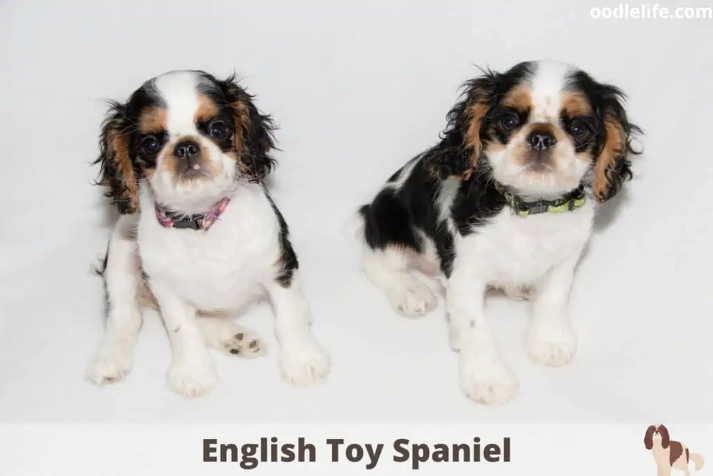 english toy spaniel