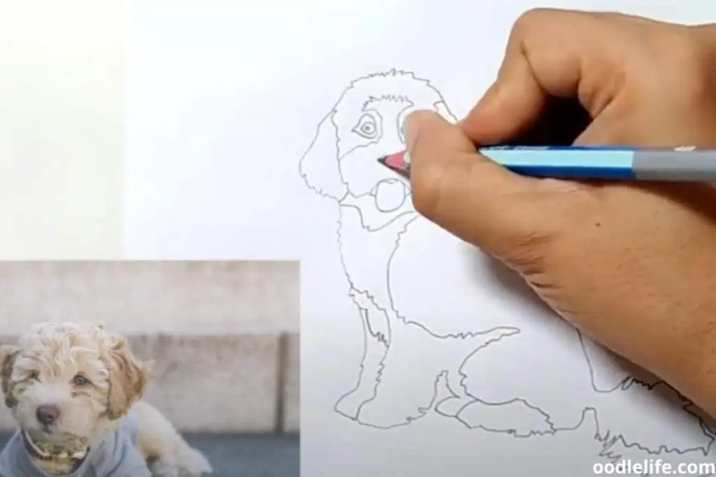 drawing cavapoo step