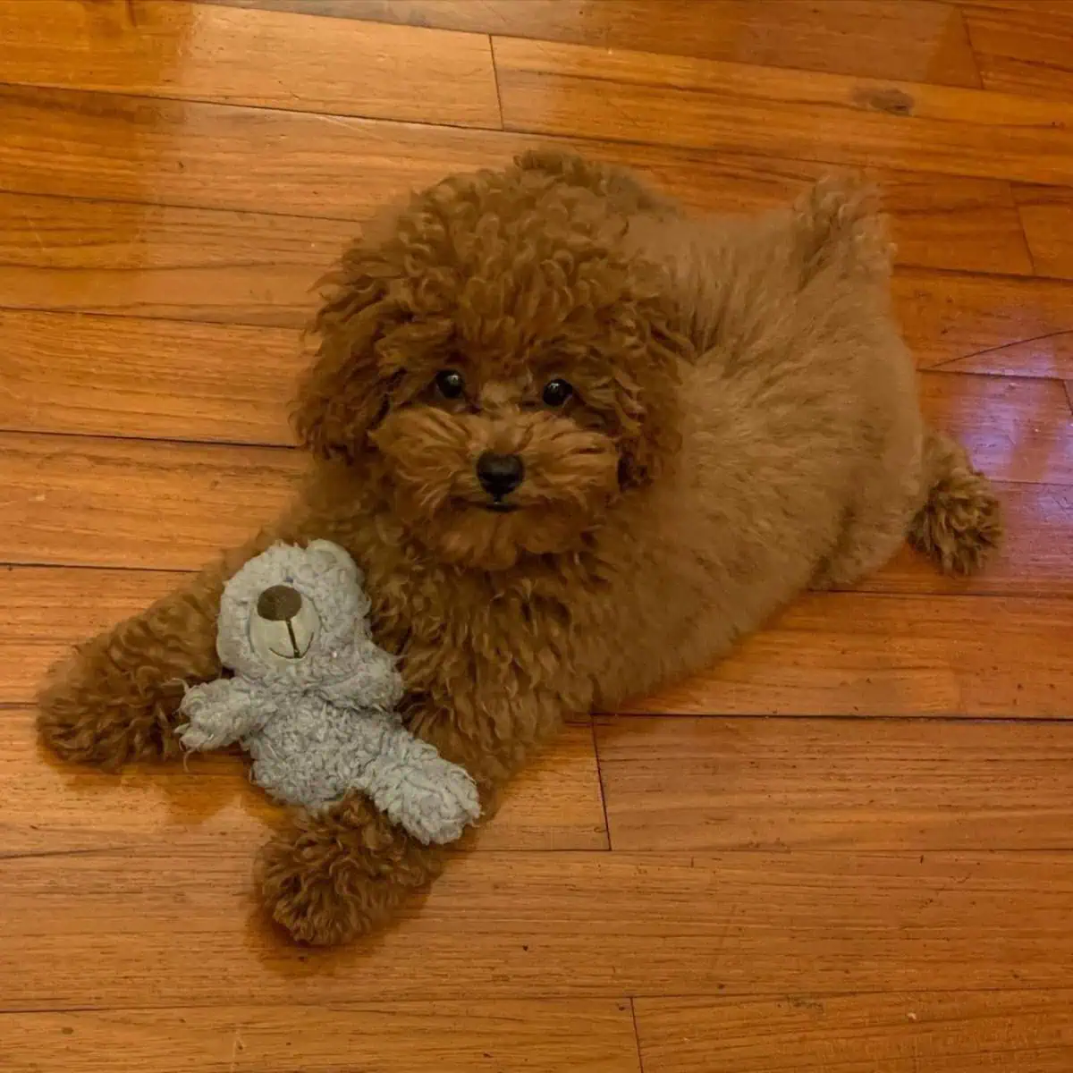 fat Toy Poodle and toy