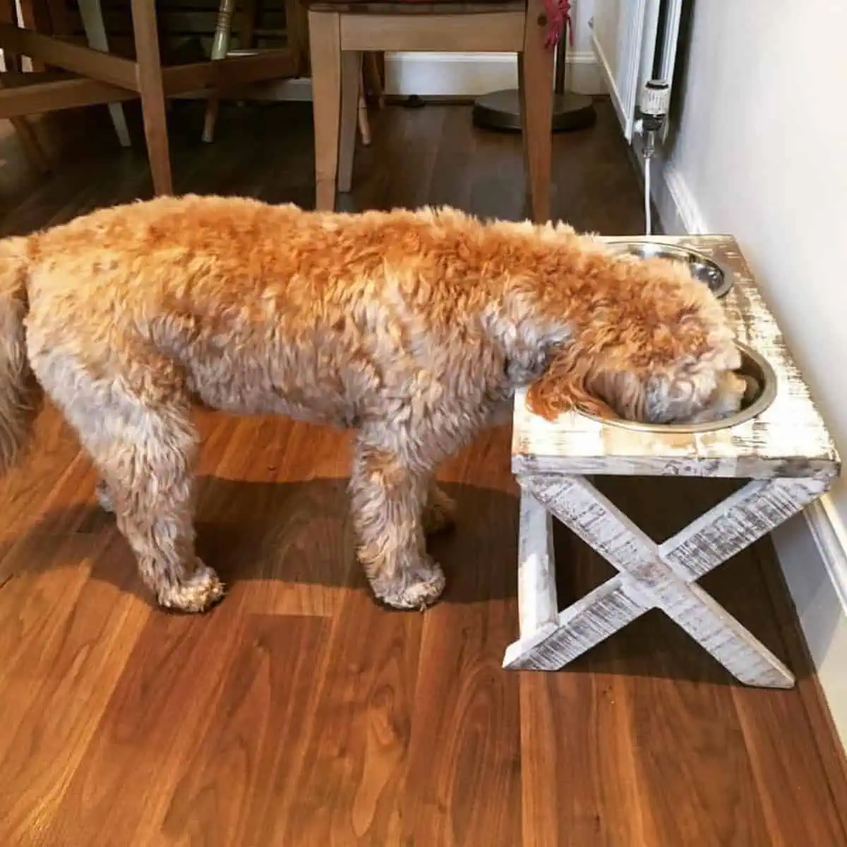feeding Cavapoo on elevated food bowl