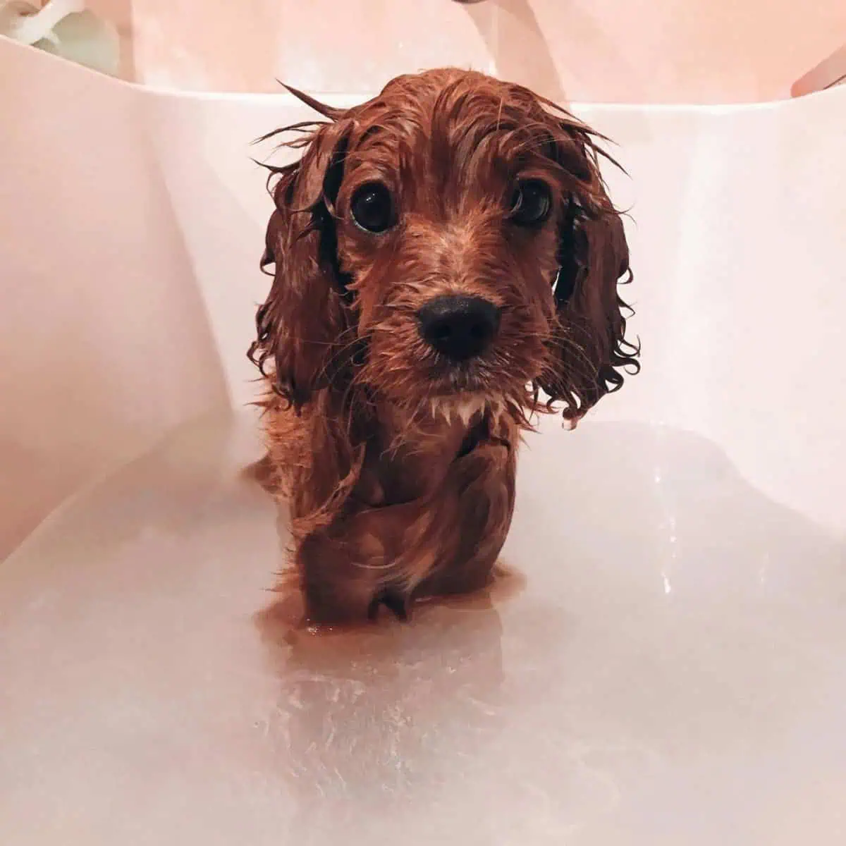 first bath of Cavapoo