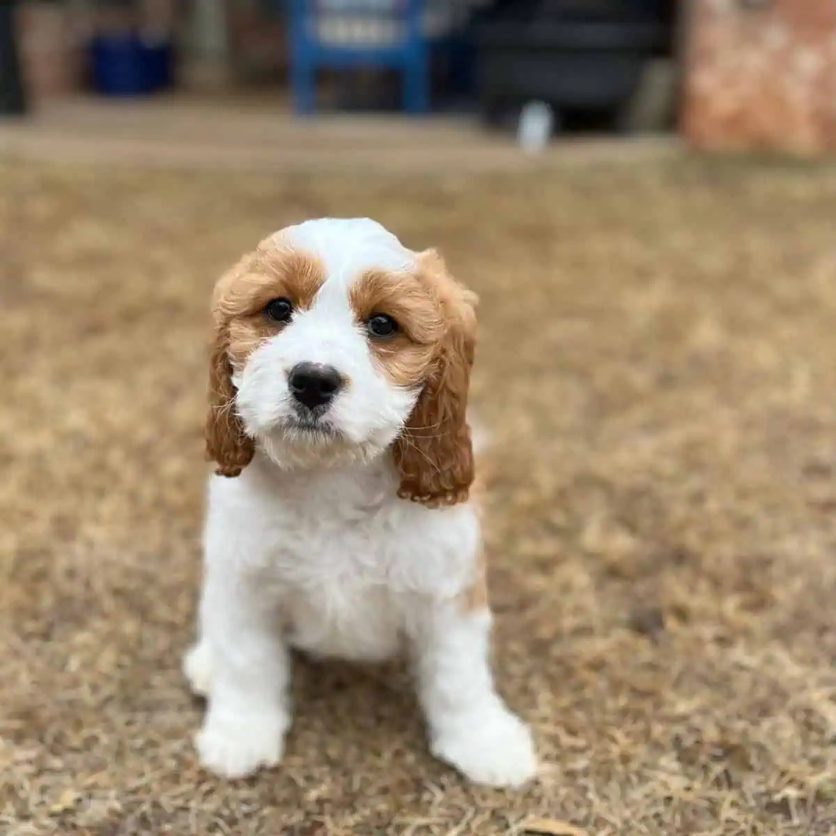 first picture of Cavapoo puppy