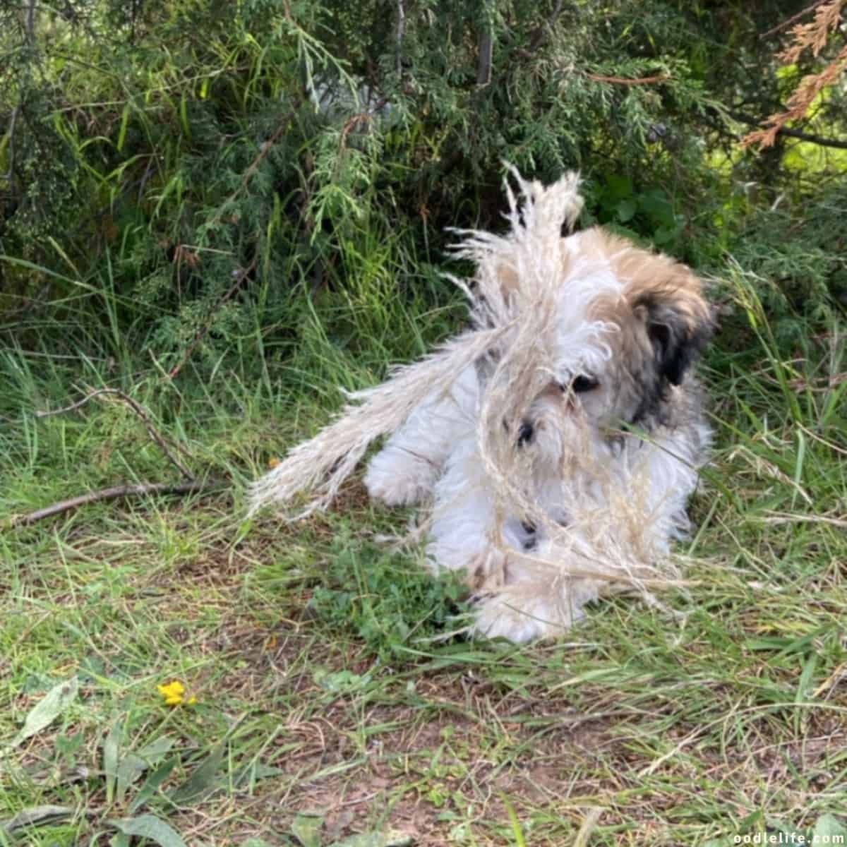 fluffy dog plays rope