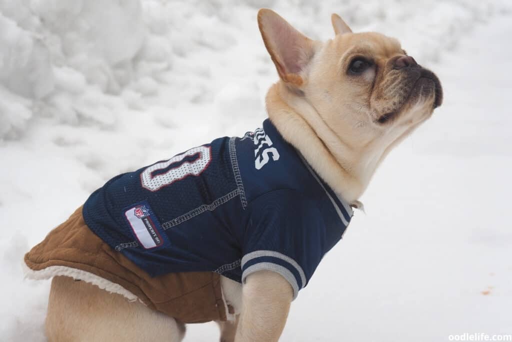 french bulldog in a football jersey