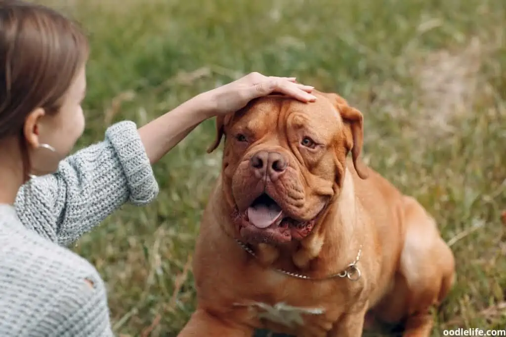 french mastiff dog getting pat