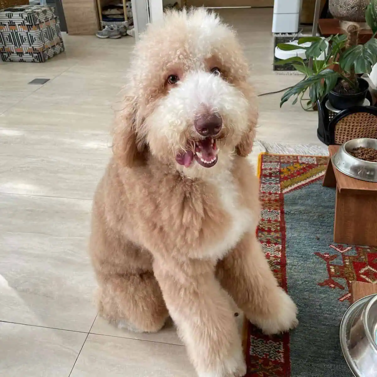 full Poodle with tongue out