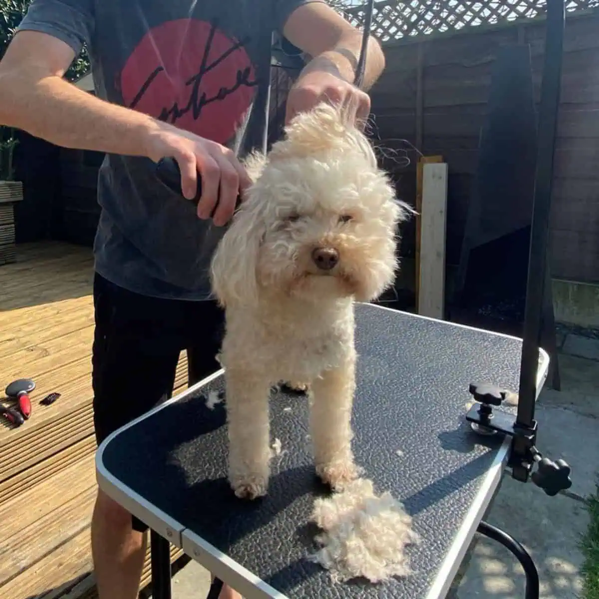 fur dad giving Poodle haircut