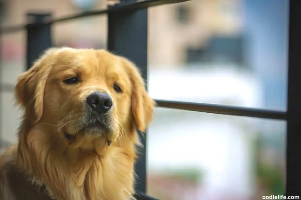 a golden retriever looking sad