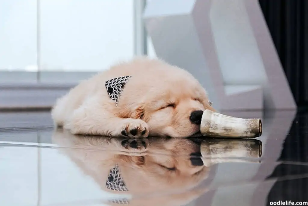 golden retriever puppy with a bone