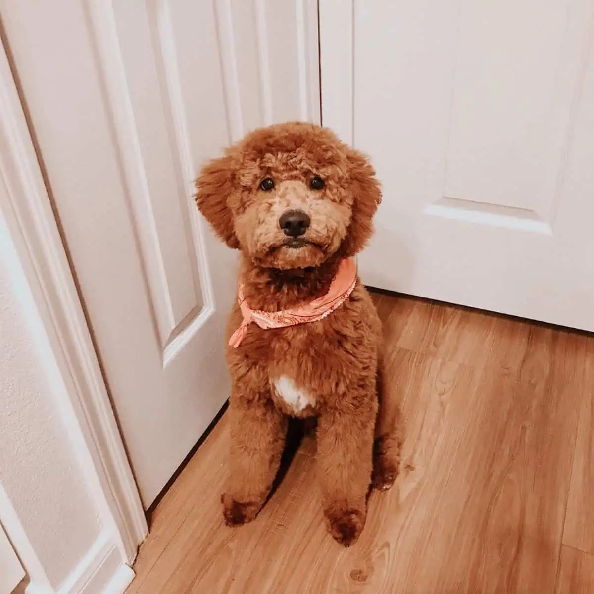Goldendoodle asking to open the door