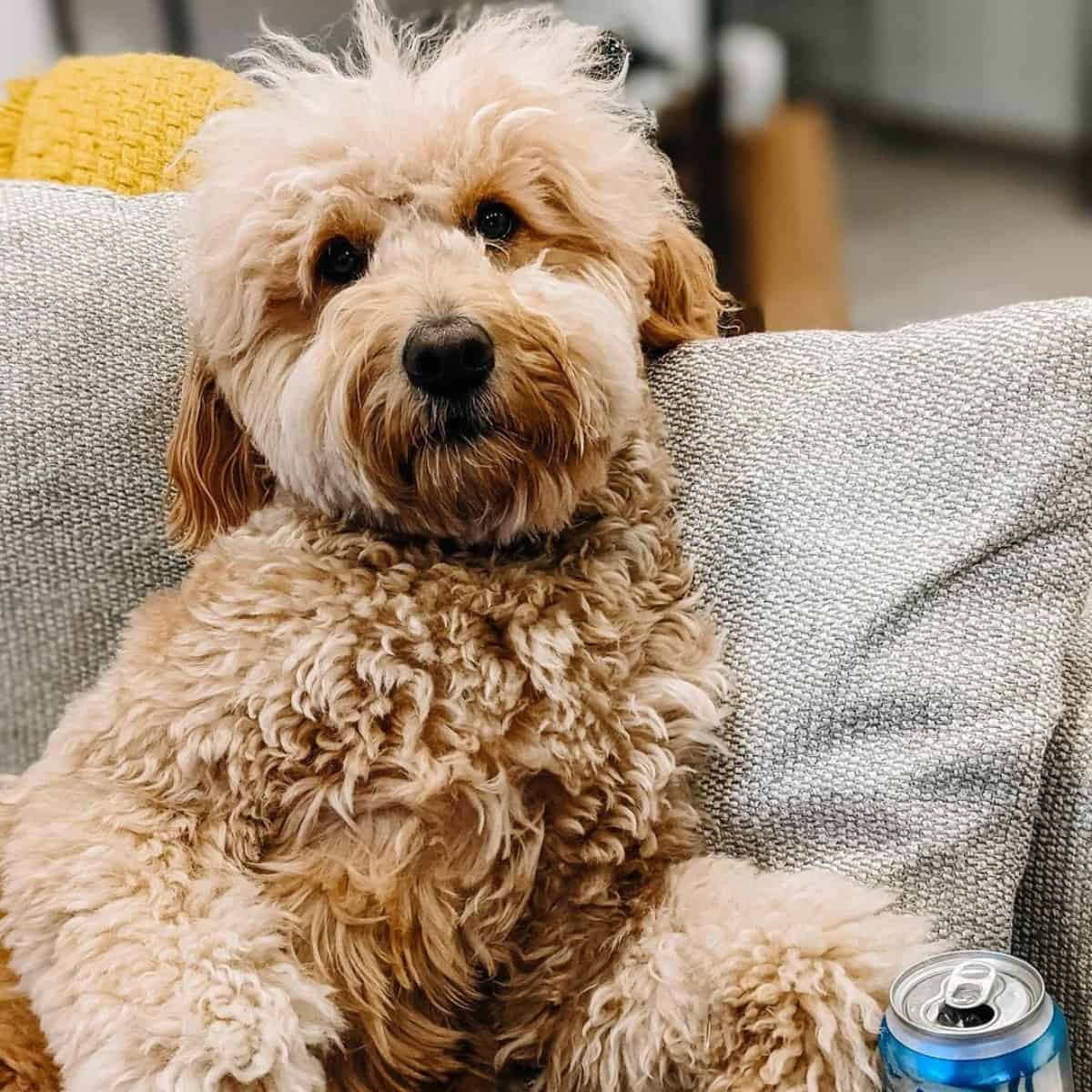 Goldendoodle did not drink the beer