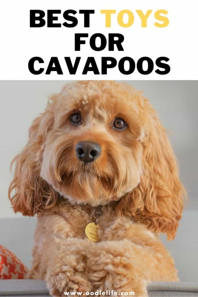 great toys for cavapoos