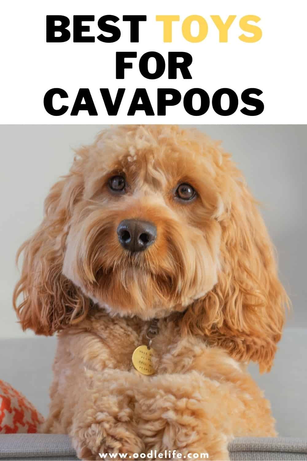 11 Great Toys For Cavapoos [Best Cavoodle Toys] Oodle Life