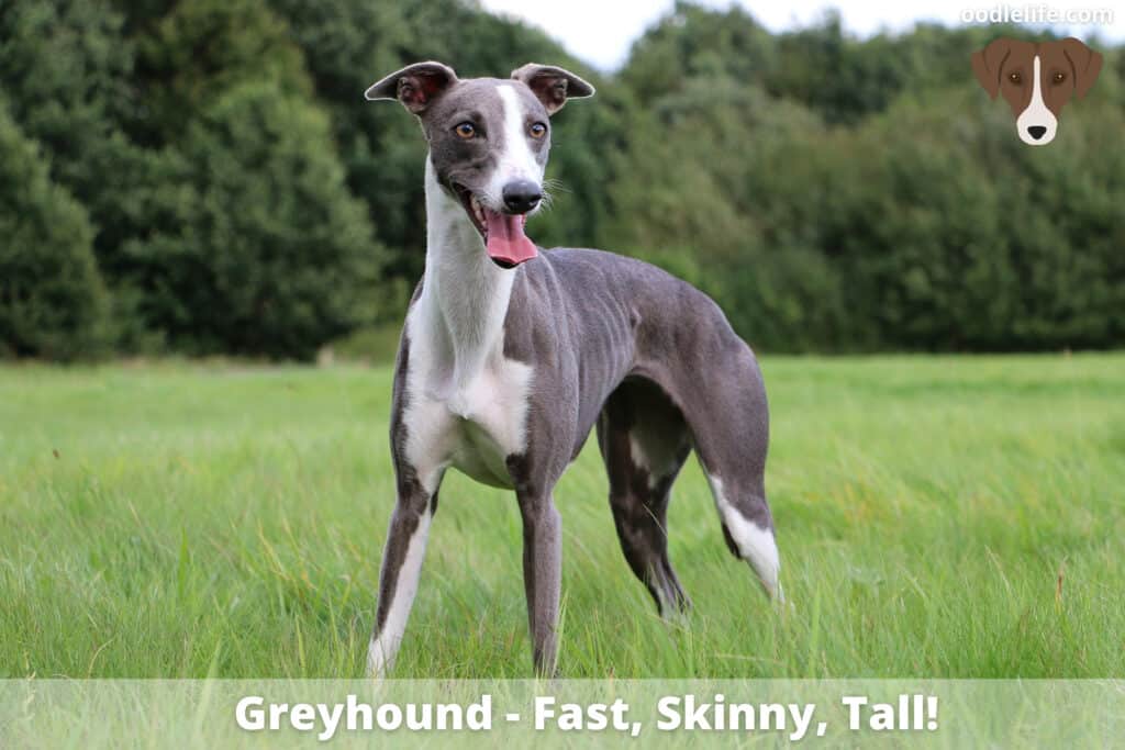 Greyhound dog