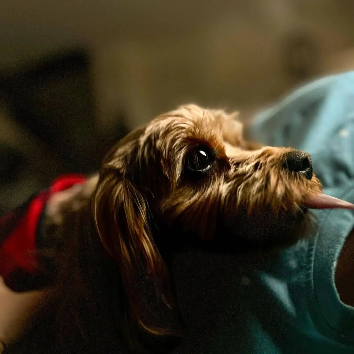 happy Cavapoo licks owner