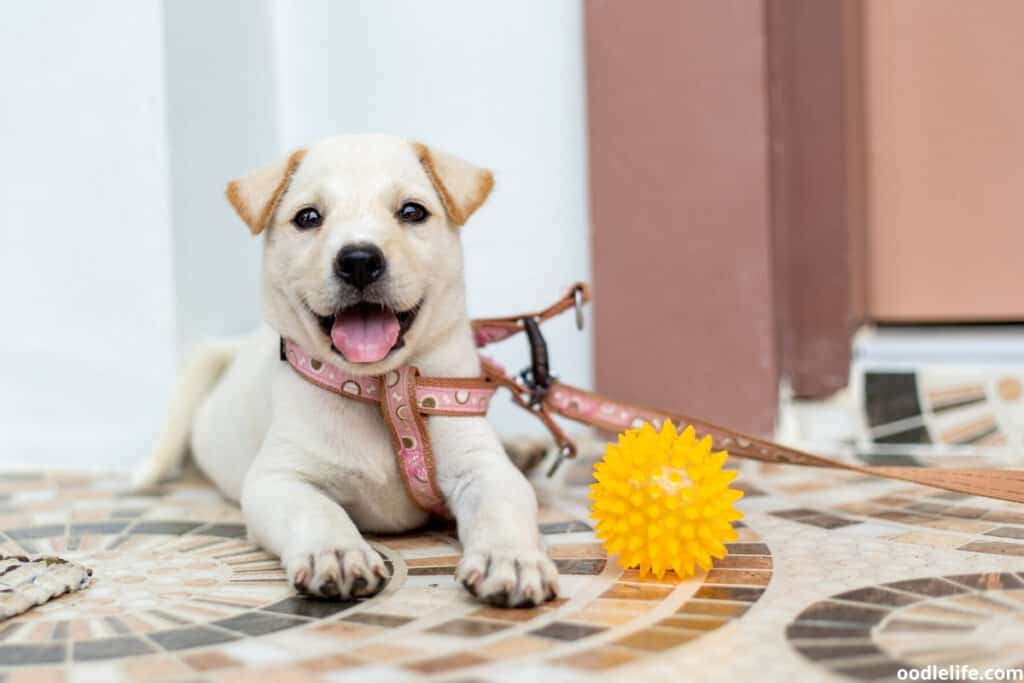 happy puppy toy