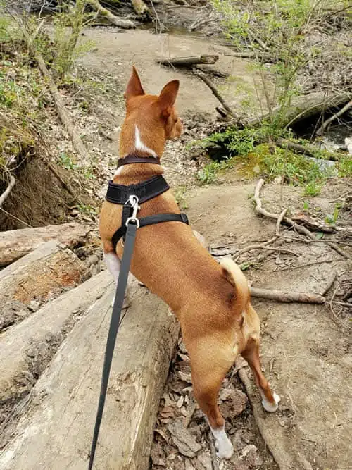 Basenji Hiking