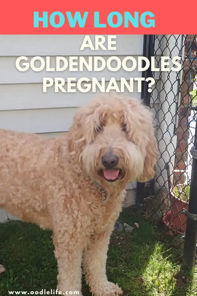 how long are goldendoodles pregnant