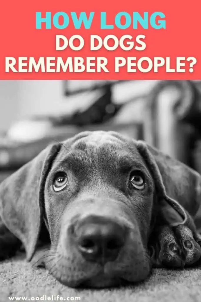 how long do dogs remember people