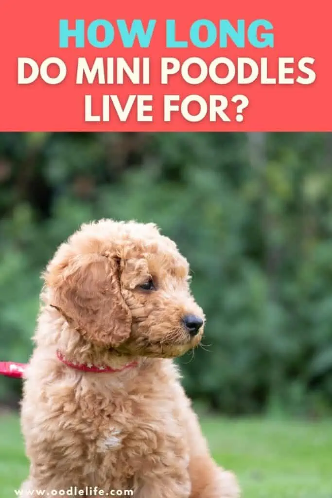 how long do miniature poodles live for