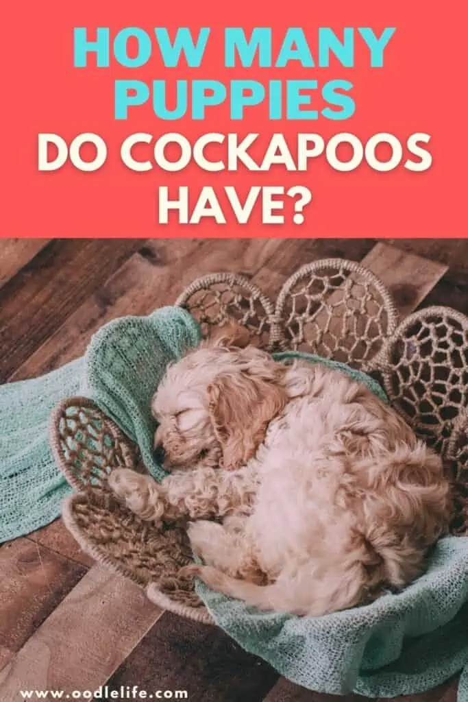 how many puppies do cockapoos have